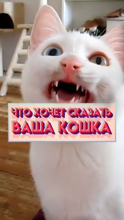 Вот что на самом деле говорит кошка😨 #shorts #коты #факты #ОчемГоворятКошки