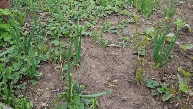 ВЫРАЩИВАЕМ ЛУК НА ЗЕЛЕНЬ И САЛАТ ПРАВИЛЬНО смотреть онлайн