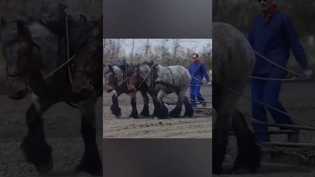 Брабансон Бельгийская супер лошадь тяжеловоз