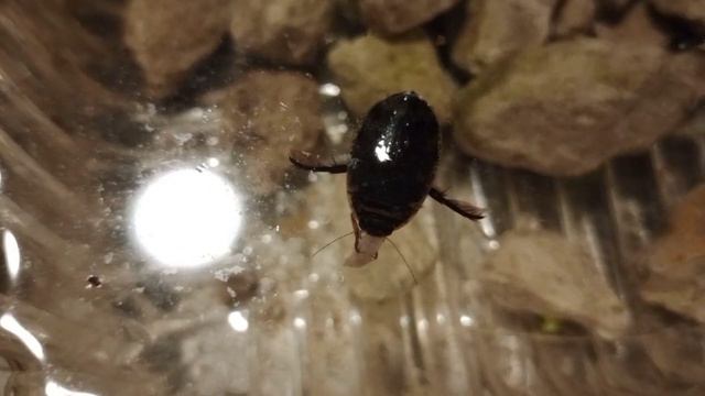 процесс кормления жука плавунца смотреть онлайн