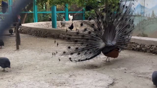 Зоопарк г.Ташкент смотреть онлайн