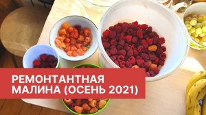 Ремонтантная малина (осень 2021)