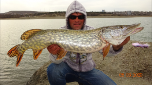 Трофейная-Щука в Марте на живца2020.