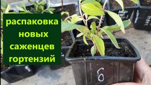 Распаковка новых саженцев гортензий. Посылка с канала  Хочешь быть счастливой Выращивай цветы.Всем п