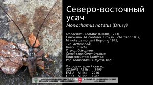 Северо-восточный усач (Monochamus notatus (Drury))