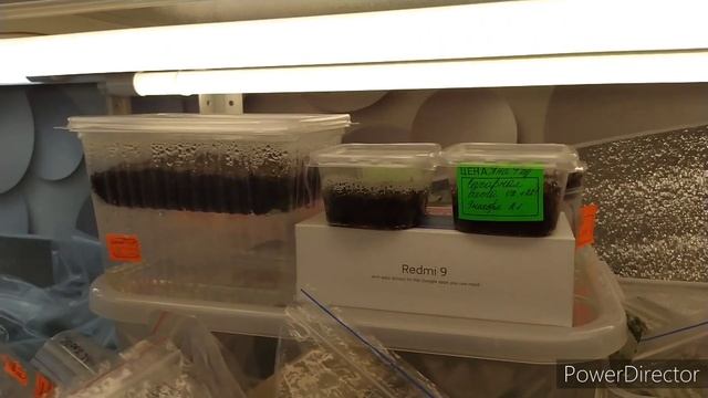 ПОСЕВ СЕМЯН ГЛОКСИНИИ,НА ФИТИЛЬНОМ ПОЛИВЕ. смотреть онлайн