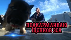 Подкармливаю щенков ЗСЛ