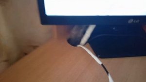 Венесуэльский амазон или Как выжить в квартире с большим попугаем/Часть 2. Большой попугай дома.