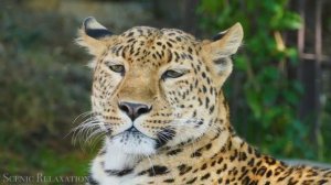 Путешествия на волнах музыки. Амазонка