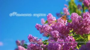 Мамина сирень