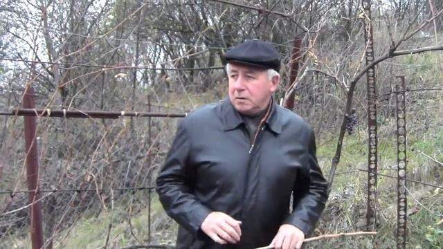 @Классификация сортов винограда. Синонимы и зимостойкость. Вып.23