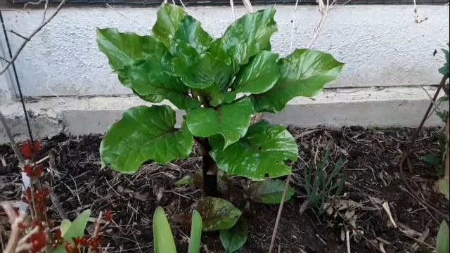 Cardiocrinum Giganteum, great excitement, after a 2 year wait, the flower stem is forming смотреть онлайн