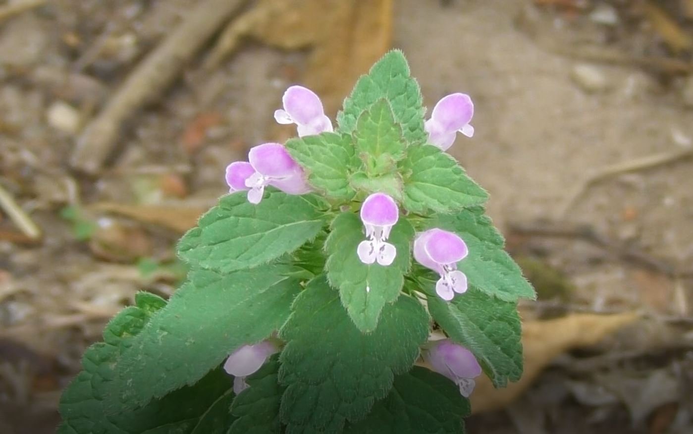 Лекарственное растение, Яснотка Пурпурная, Lamium purpureum, 21.08.2022, Великий Новгород