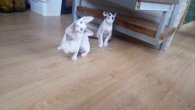 украинский левкой смотреть онлайн