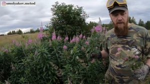 Травы для лечения (зверобой, тысячелистник, клевер, кипрей, крапива, душица)