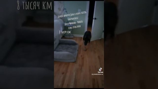 Дорога в новую ЖИЗНЬ овчарки Даны.7 суток в пути.Киев- Варшава- Чикаго.8 тыс км смотреть онлайн