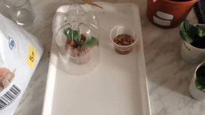 Бегония однолетняя. Размножение черенками.mp4