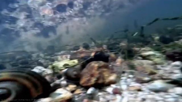 Аквариумные растения в природе, Аквариумные рыбки в природе смотреть онлайн