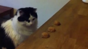Смешные коты! Просто ржач! коты-приколисты ахахаха