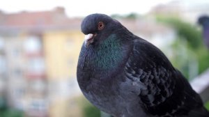 Голубь – Free stock video