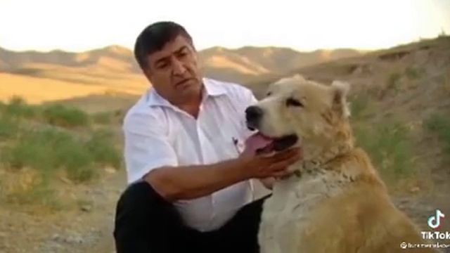 Туркменские Алабаи Гордости наши/мы должны сохранить эту породу слова Тётя Фариды /вечная память ❤ смотреть онлайн