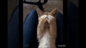 InShot_20231004_120404238.mp4