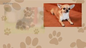 Интересные факты о собаках