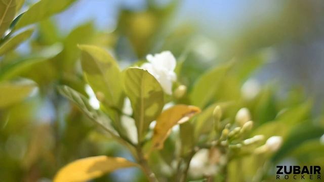 Nikon D7200 with Nikkor 50mm f/1.8G lens video and picture samples смотреть онлайн