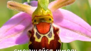 Удивительные растения