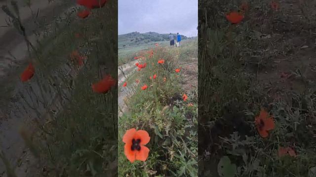 маки,ландыши,полынь и мама в кадре куда то пошла👍💐 смотреть онлайн