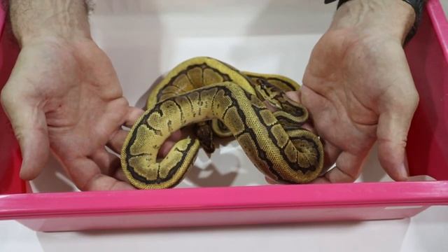 Breeding Ball Pythons; Holdback Progress