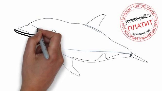 Как нарисовать большую белугу карандашом поэтапно смотреть онлайн
