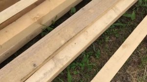 Медилис ципер от двухвосток (уховёрток) ч.2