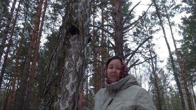 Противораковое и тонизирующее средство.Гриб Чага. смотреть онлайн