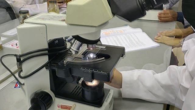 Plant Pathology Video Lab Report Basidiomycota