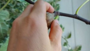 Инжир Panache или меня ждёт другой сюрприз?