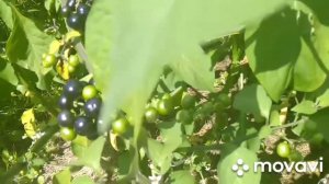 Полезные ягоды/Санберри  #пасленчерный #ягода #санберри