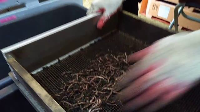 Когда Дендра начинает кидать коконы? Ответ на вопрос подписчика. смотреть онлайн