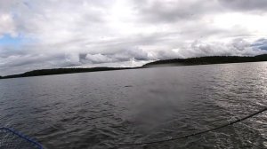 Трофейные окуни на поппер! Кайф!!! Rapala Skitter Pop.