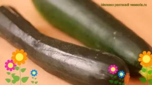 Кабачок обыкновенный Кандела. Краткий обзор, описание характеристик, где купить саженцы Kandela