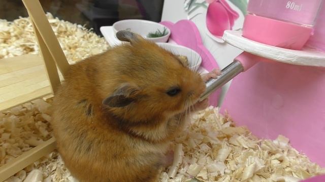 ЧТО НУЖНО ДЛЯ ХОМЯКА? У МЕНЯ БУДЕТ ХОМЯК! ЧТО НУЖНО ДЛЯ ПОЯВЛЕНИЯ ХОМЯКА / КУПИТЬ ХОМЯКУ? /АЛИСА ИЗ