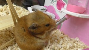 ЧТО НУЖНО ДЛЯ ХОМЯКА? У МЕНЯ БУДЕТ ХОМЯК! ЧТО НУЖНО ДЛЯ ПОЯВЛЕНИЯ ХОМЯКА / КУПИТЬ ХОМЯКУ? /АЛИСА ИЗ