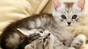 Песня про кошек