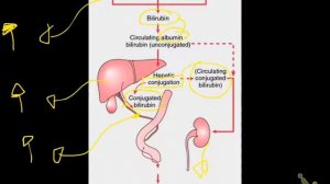 liver 8 (liver function and tests)