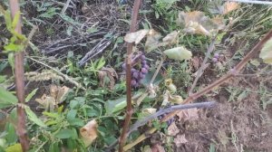 Виноград Маркет в Ленинградской области. 11.09.2022.