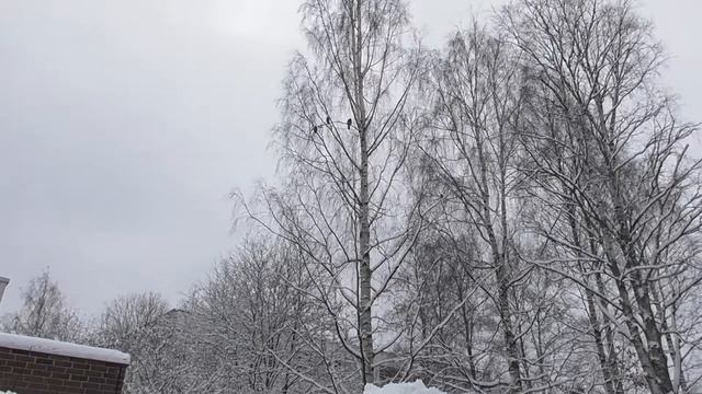 Вороны пока еще зимуют. смотреть онлайн