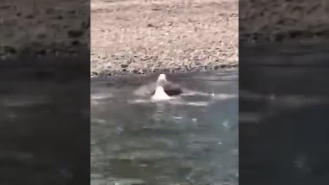 Орёл поймал огромную рыбу смотреть онлайн