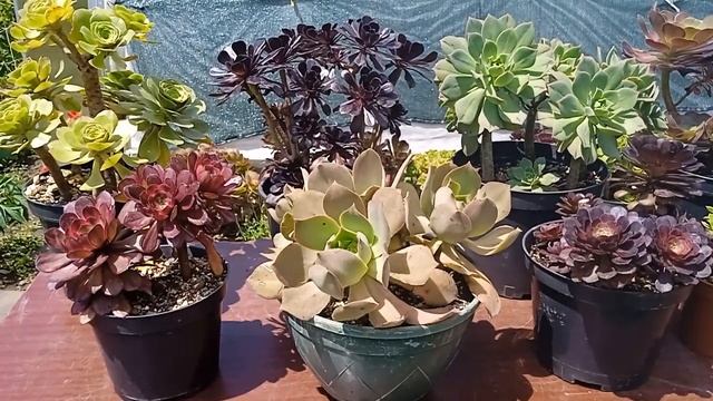 Эониумы Татьяны обзор коллекции 6 смотреть онлайн