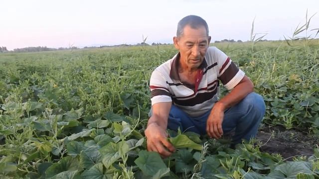 Гибрид огурца Шандини F1 (Chandini F1) - урожайный и устойчивый сорт для открытого грунта смотреть онлайн