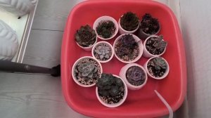 Ответы на вопросы. Обработка суккулентов фитоспорином🙋🌹💚